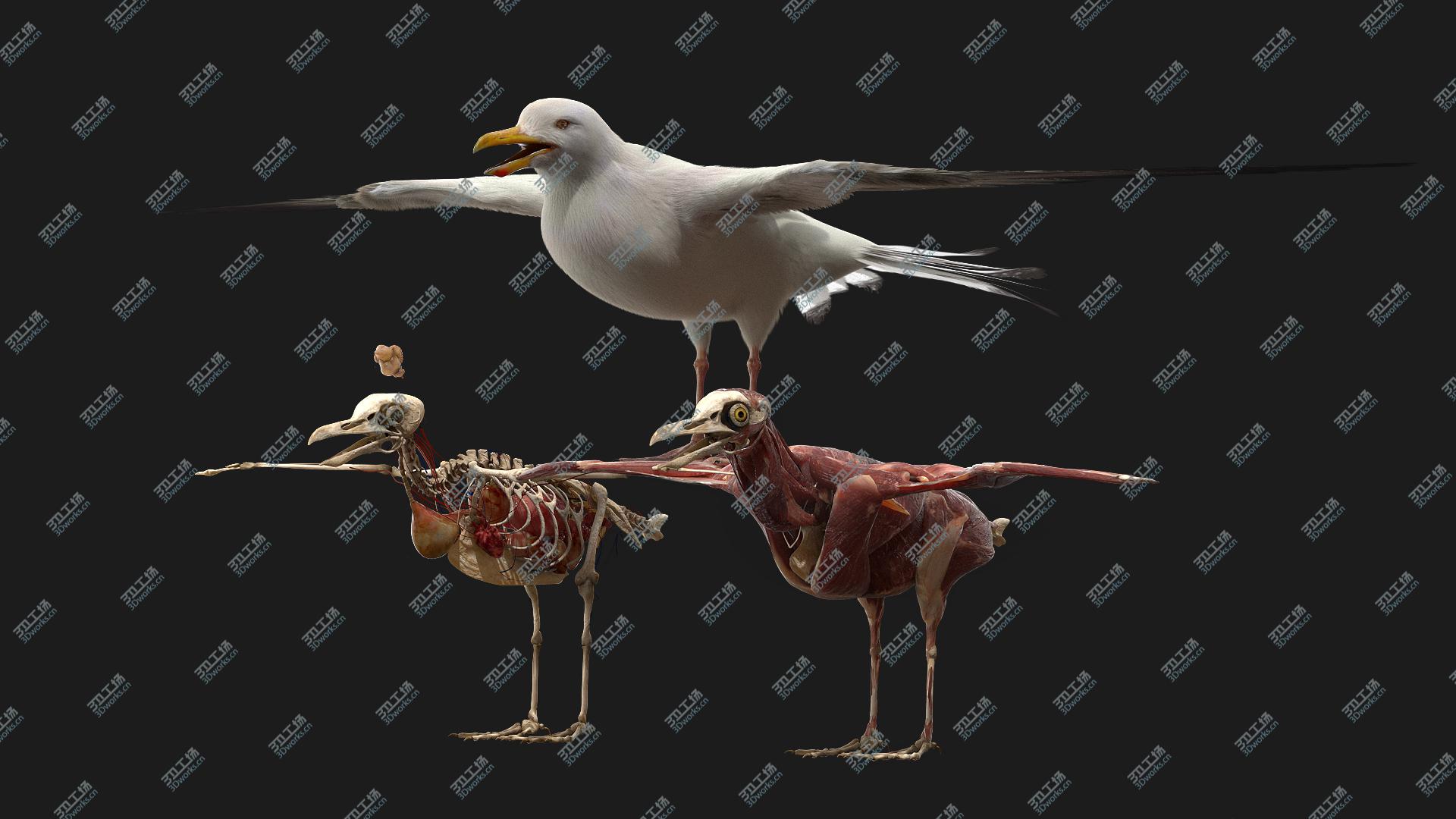 images/goods_img/20210313/Seagull Fur Anatomy 3D model/1.jpg
